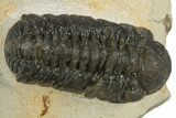 Detailed Austerops Trilobite - Nice Eye Facets #311070-1